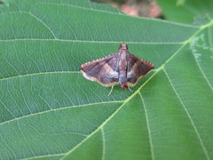 Endotricha olivacealis