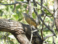 Colluricincla rufogaster rufogaster