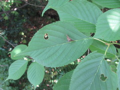 Endotricha olivacealis