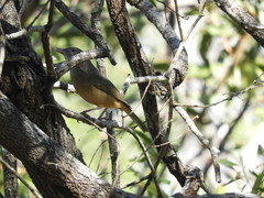 Colluricincla rufogaster rufogaster