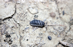 Hemilepistus klugii