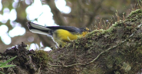 Spectacled Whitestart (Myioborus melanocephalus), photo 10