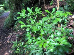 Psychotria daphnoides