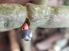 Medinilla anamalaiana