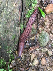 Limax dacampi