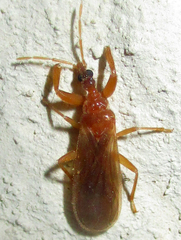 Enicocephalidae