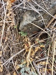 Stellaria ruscifolia
