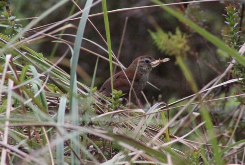 White-chinned Thistletail (Asthenes fuliginosa), photo 9
