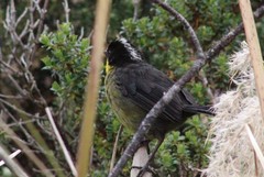 Atlapetes pallidinucha