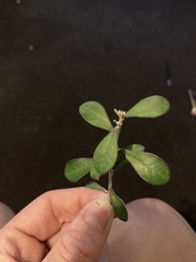 Corokia