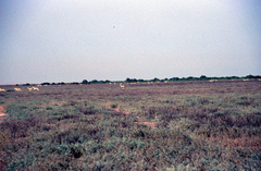 Gazella subgutturosa