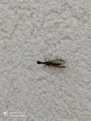 Raphidiinae