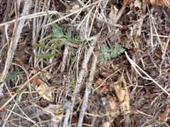Corydalis magadanica
