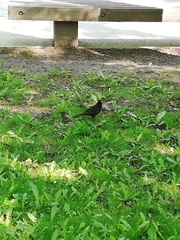 Turdus merula