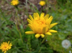 Hypochaeris radicata