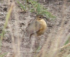 Grallaria quitensis