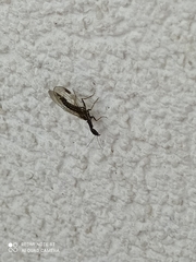 Raphidiinae