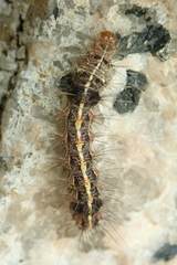 Creatonotos transiens vacillans