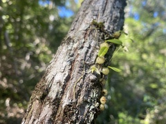 Bulbophyllum exiguum