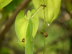 Dioscorea alata