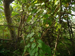 Dioscorea alata