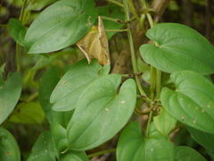 Dioscorea alata
