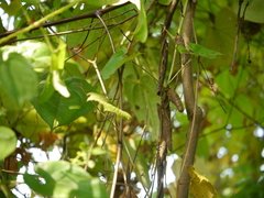 Dioscorea alata