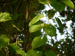 Dioscorea alata