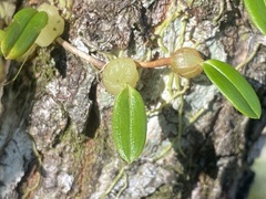 Bulbophyllum exiguum