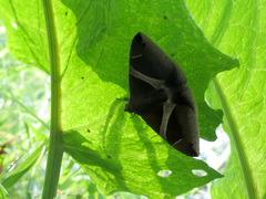 Bastilla arctotaenia