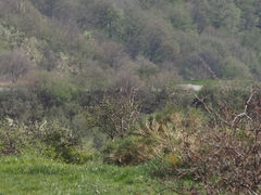 Curruca communis