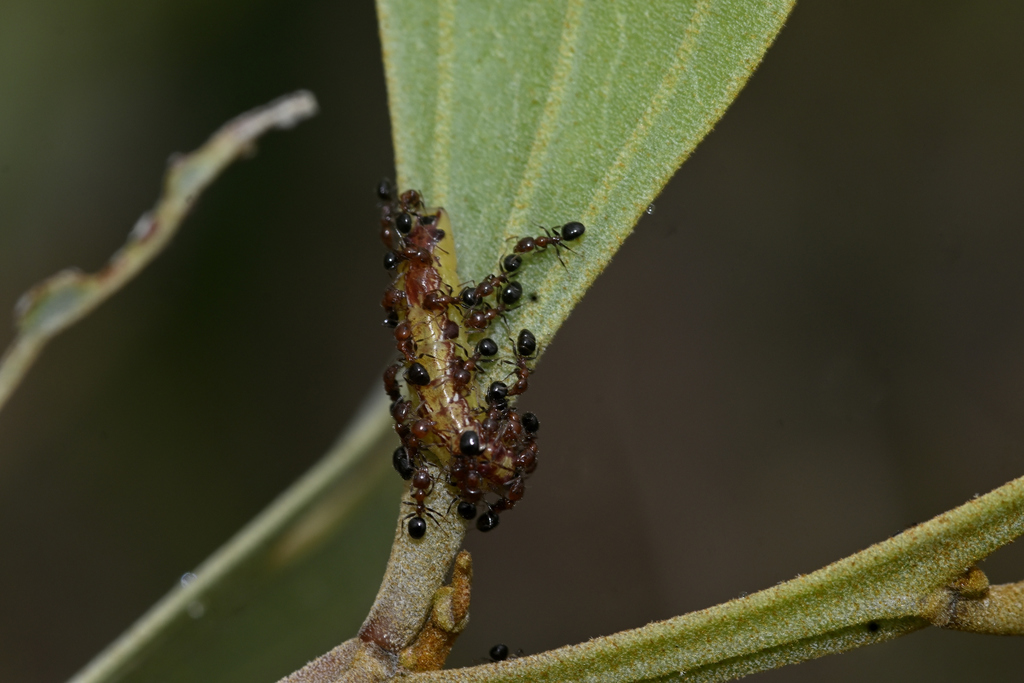 Macqueen's Hairstreak