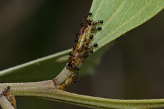 Jalmenus pseudictinus