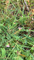 Ornithopus perpusillus