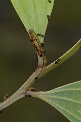 Jalmenus pseudictinus