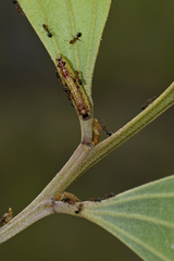 Jalmenus pseudictinus