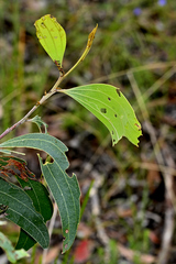 Jalmenus pseudictinus