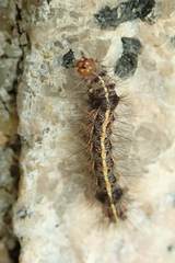 Creatonotos transiens vacillans