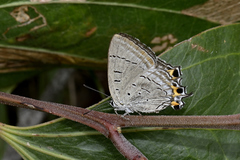 Jalmenus pseudictinus