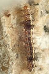 Creatonotos transiens vacillans