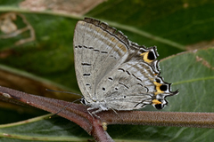 Jalmenus pseudictinus