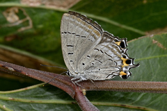 Jalmenus pseudictinus