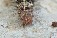 Creatonotos transiens vacillans