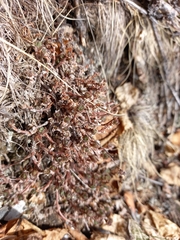 Hylotelephium cyaneum