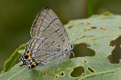 Jalmenus pseudictinus