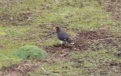 Daptrius carunculatus