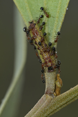 Jalmenus pseudictinus