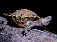 Heosemys spinosa