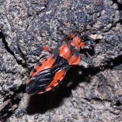 Tegea atropicta
