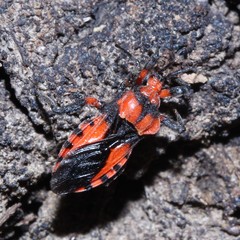 Tegea atropicta
